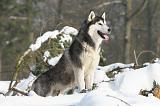 SIBERIAN HUSKY 205